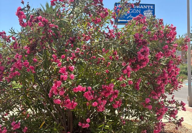 Apartamento en La Manga del Mar Menor - Aldeas taray 372 Admer Apartamento en La Manga del Mar Menor - Aldeas taray 372 Admer